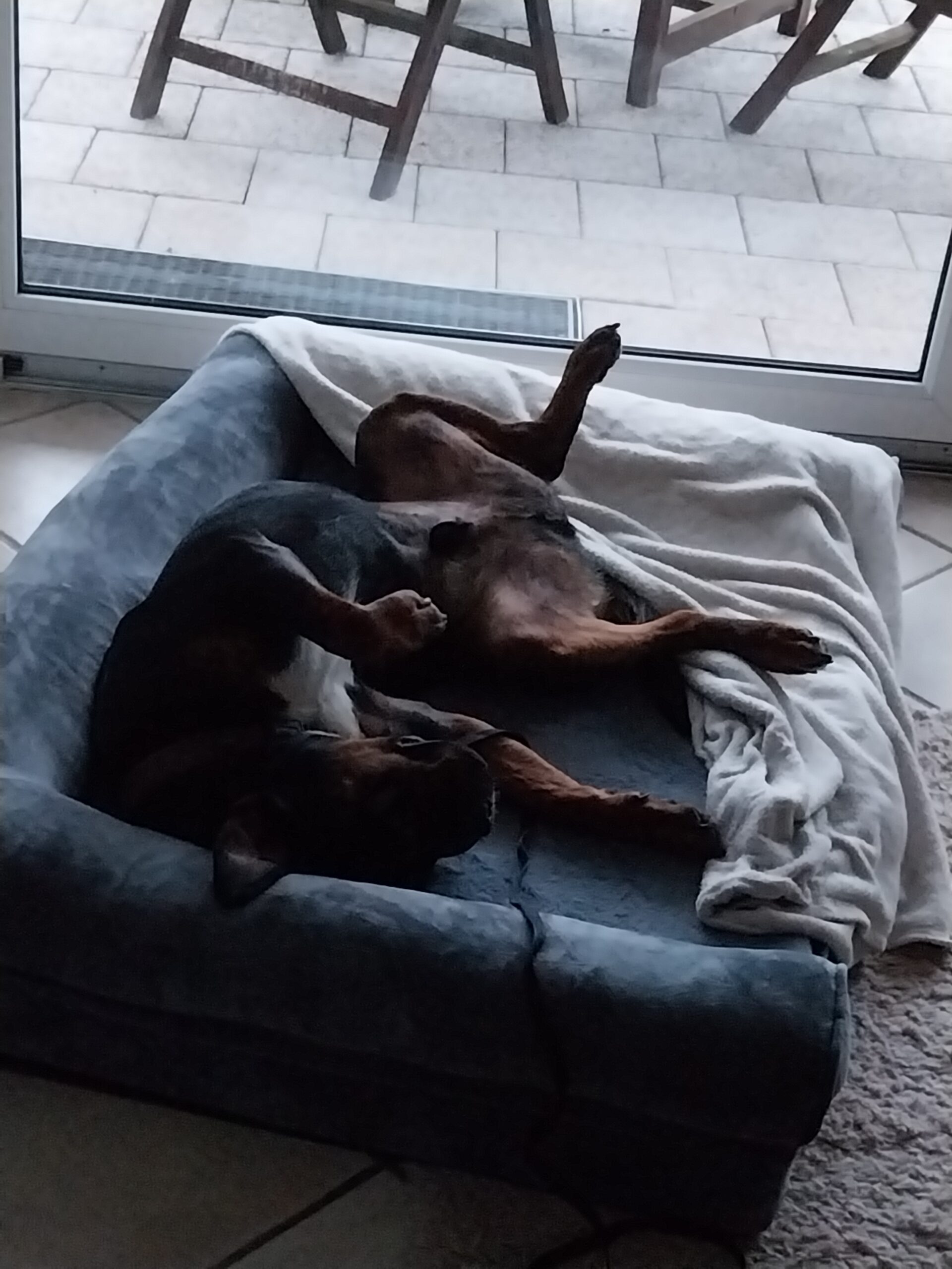 ジャケット・アウター cootie rottweiler 19so bedwin gdc anytee cootie rottweiler 19so bedwin gdc anytee - メルカリ