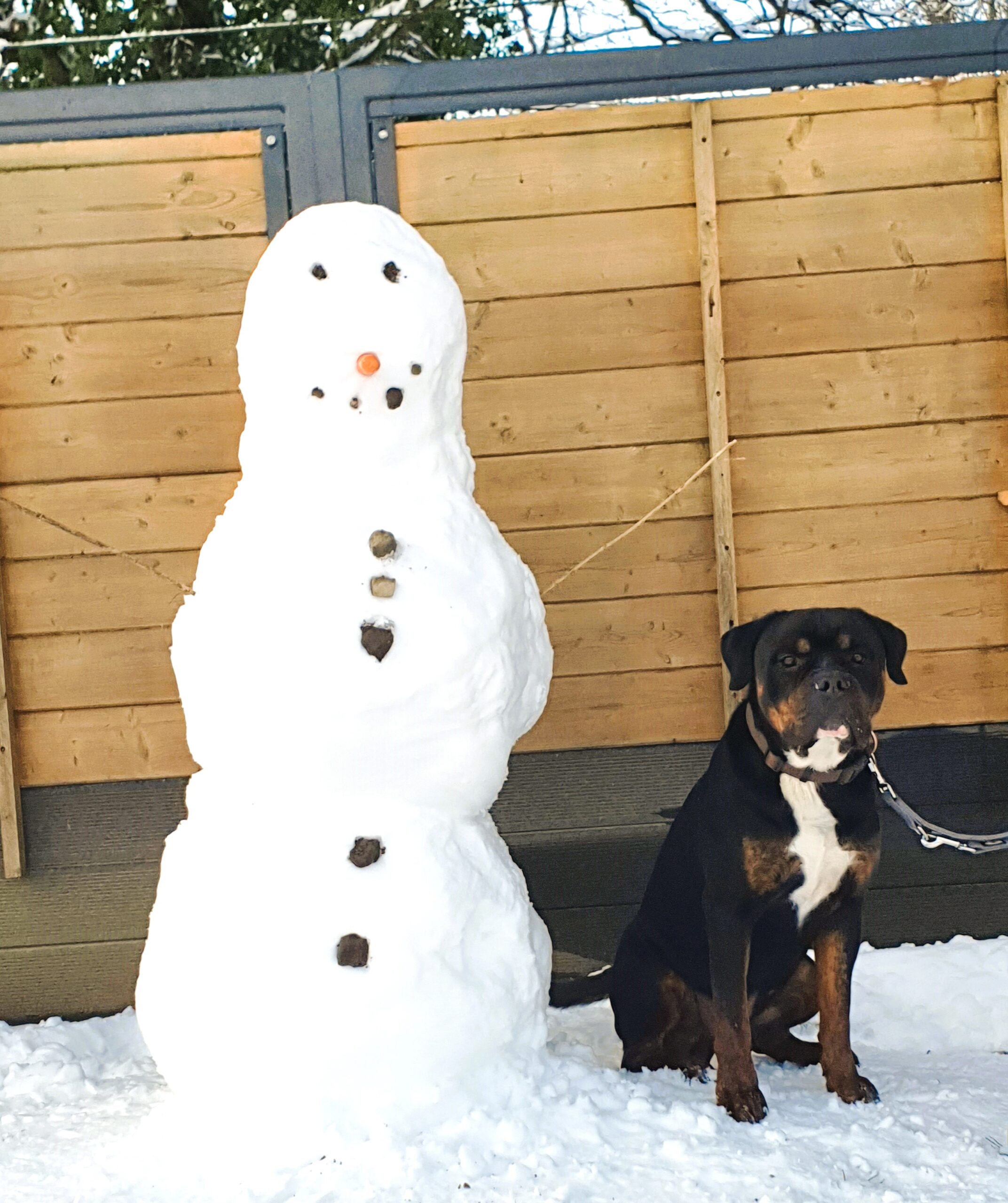 ジャケット・アウター cootie rottweiler 19so bedwin gdc anytee cootie rottweiler 19so bedwin gdc anytee - メルカリ