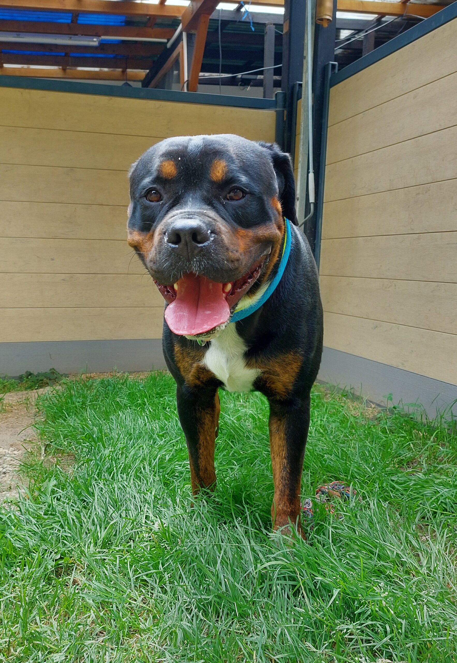 ジャケット・アウター cootie rottweiler 19so bedwin gdc anytee cootie rottweiler 19so bedwin gdc anytee - メルカリ