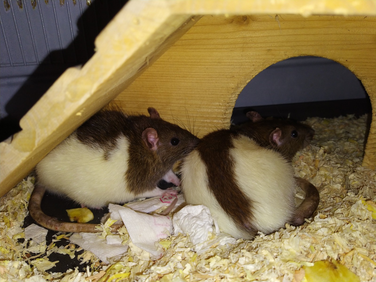 Husky-Ratten (Litschi, Mispel und Quitte) - Tierheim Kreis Ahrweiler ...